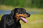 Doberman Pinscher Portrait