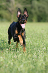 running Doberman Pinscher