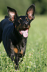 running Doberman Pinscher