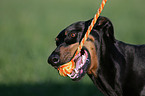 playing Doberman Pinscher