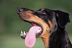 Doberman Pinscher Portrait