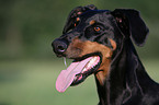 Doberman Pinscher Portrait