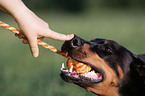 playing Doberman Pinscher