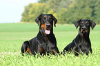 Doberman Pinscher