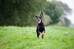 running Doberman Pinscher