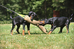 young Doberman Pinscher