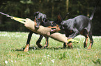 young Doberman Pinscher