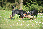 young Doberman Pinscher