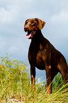 Doberman Pinscher