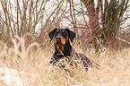 lying Doberman Pinscher