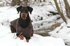 lying Doberman Pinscher