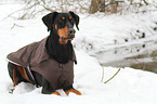 lying Doberman Pinscher