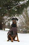 sitting Doberman Pinscher