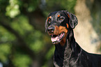 Doberman Pinscher Portrait