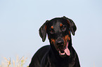 Doberman Pinscher Portrait