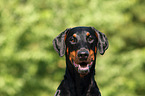 Doberman Pinscher Portrait