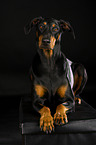 lying Doberman Pinscher