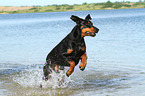 jumping Doberman Pinscher