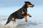 running Doberman Pinscher