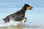 running Doberman Pinscher