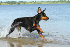 running Doberman Pinscher