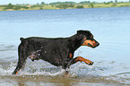 walking Doberman Pinscher