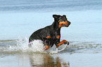 running Doberman Pinscher