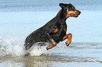 running Doberman Pinscher