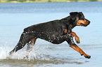 running Doberman Pinscher