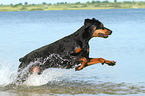 running Doberman Pinscher