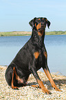 sitting Doberman Pinscher