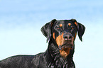 Doberman Pinscher Portrait