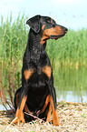 sitting Doberman Pinscher