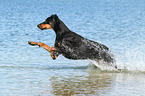 running Doberman Pinscher