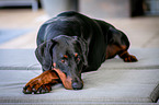 lying Doberman Pinscher