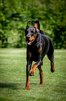 running Doberman Pinscher