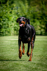 running Doberman Pinscher