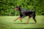 running Doberman Pinscher