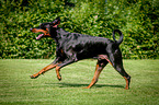 running Doberman Pinscher