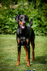 Doberman Pinscher