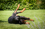 rolling Doberman Pinscher