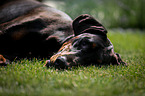 lying Doberman Pinscher