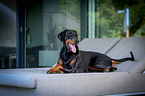 lying Doberman Pinscher