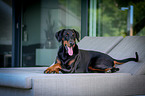 lying Doberman Pinscher