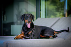 lying Doberman Pinscher