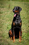 sitting Doberman Pinscher