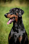 Doberman Pinscher Portrait