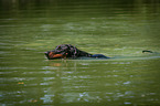 swimming Doberman Pinscher