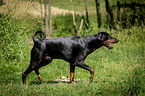 walking Doberman Pinscher