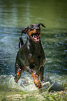 running Doberman Pinscher